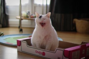 华体会登陆-福克斯末节独得15分，奇才主场击溃辽宁终结连胜