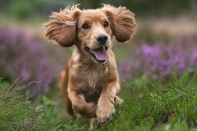 华体会官网-黄蜂的毒刺与东契奇的子弹，硬仗之王的两种面貌，同一种灵魂