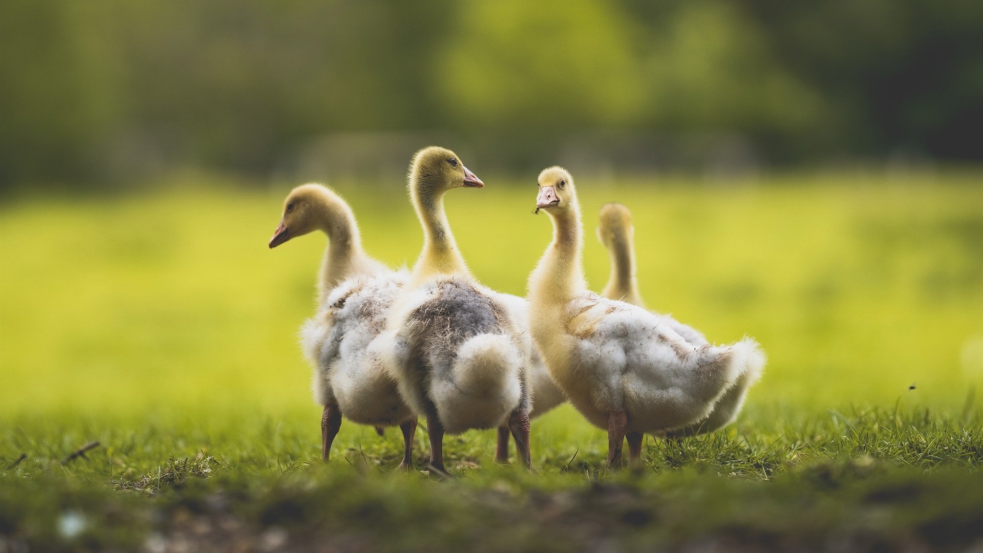 华体会官网-越大越强，从哈登的辉煌到辽宁队的逆转  第2张