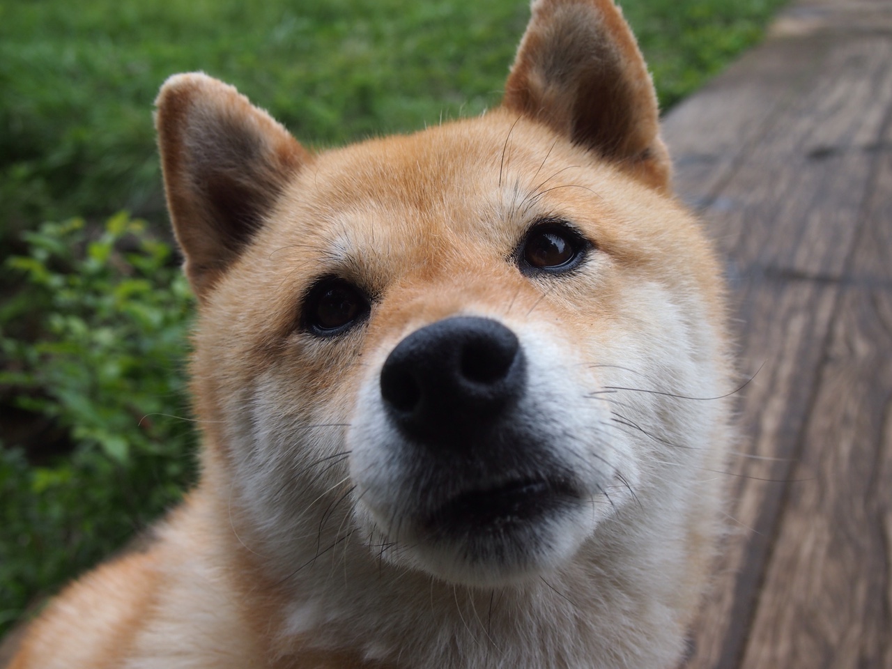 华体会体育-防守的共鸣，当戈贝尔于欧洲之巅屹立时，鹈鹕正用钢铁之翼绞杀猛龙  第1张