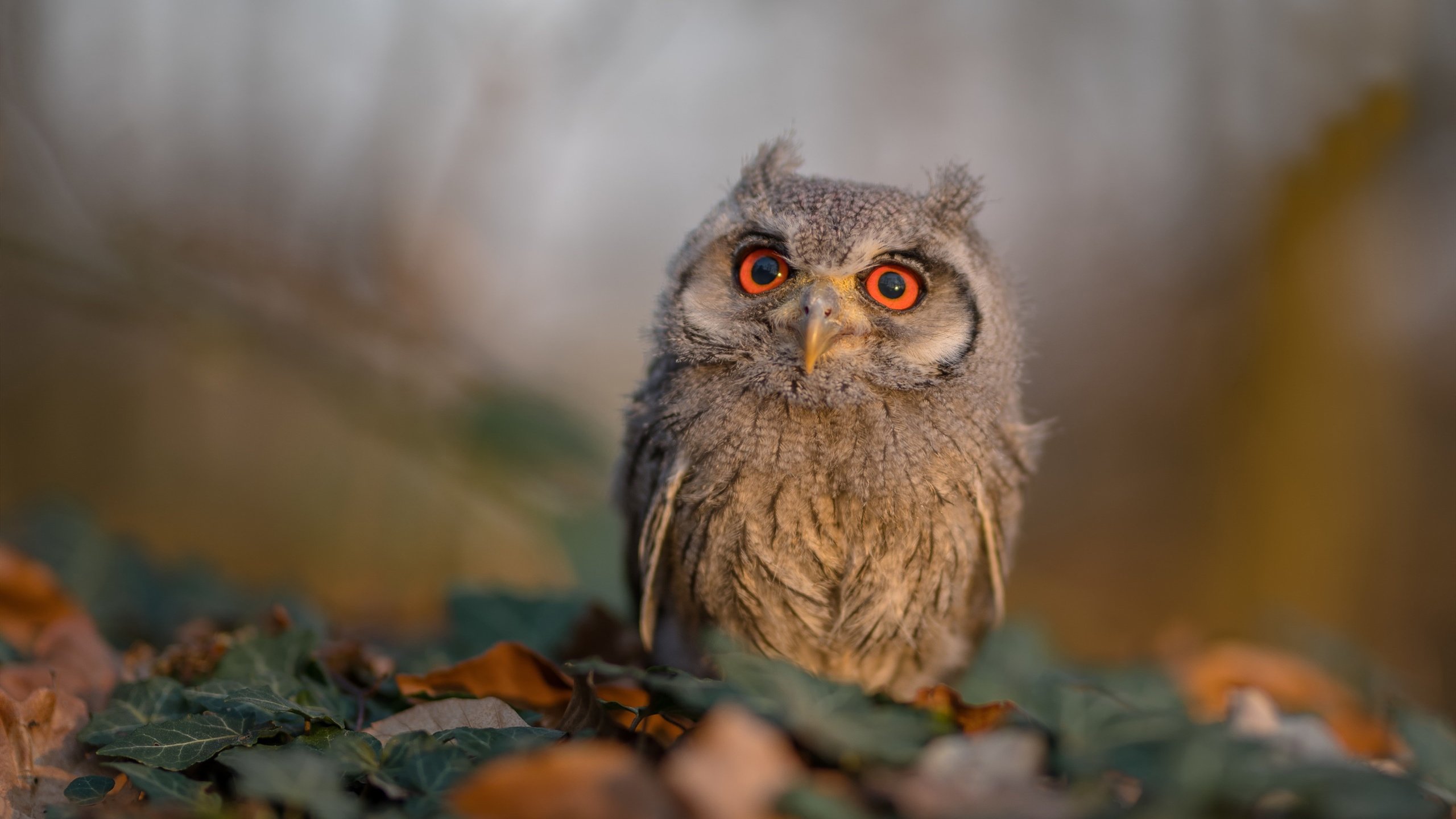 华体会网址-当古希腊方阵遇见现代闪电,马丁内利如何打爆塞维利亚防线 第1张 华体会网址-当古希腊方阵遇见现代闪电,马丁内利如何打爆塞维利亚防线 第1张