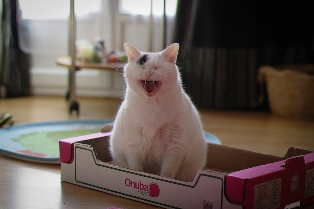 华体会登陆-福克斯末节独得15分，奇才主场击溃辽宁终结连胜  第1张